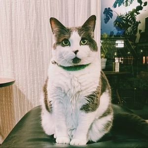 Meet your Posher, Cassandra